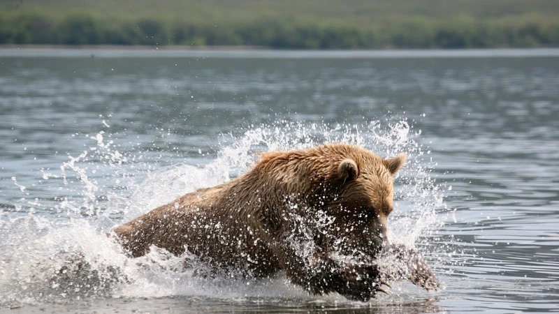 На Сахалине медведь наказал рыбаков-сеточников, сожрав их улов и пожевав лодку