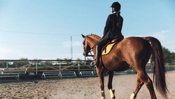 Осенью дальневосточники подались заниматься теннисом и конным спортом