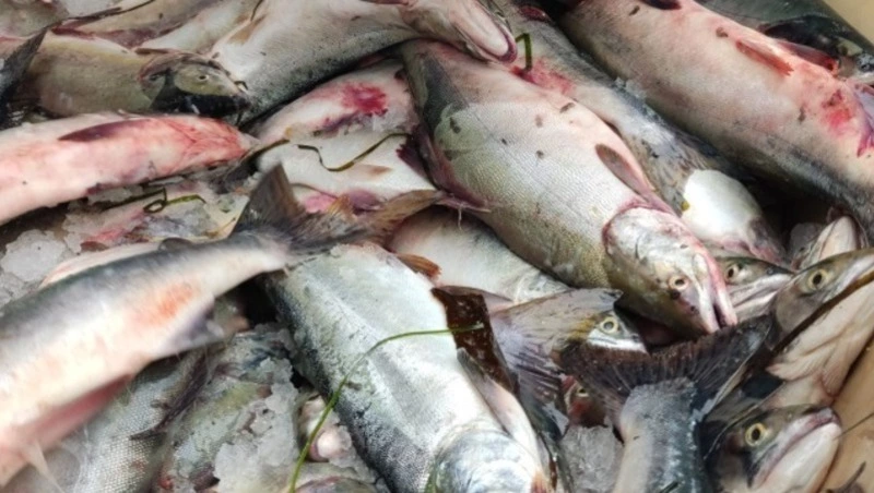 Рыбаки-любители смогут ловить пять хвостов горбуши в сутки