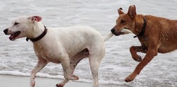 Проекты замороженных приютов для собак на Сахалине оплатят осенью 2022 года