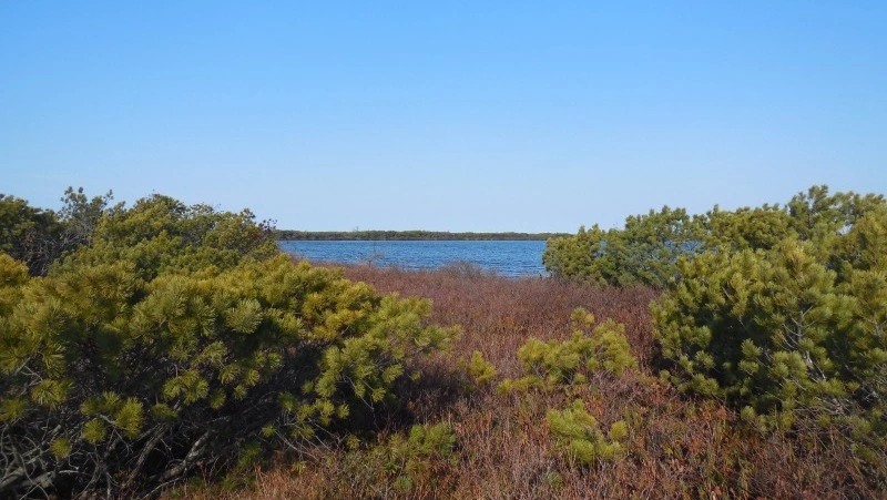 Миграции птиц и золотая осень: путешествуем по северным заливам Сахалина