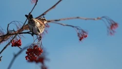 Курильские острова ждет метель, на Сахалине не будет осадков 27 февраля 