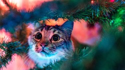 Список полезных подарков для кошек в Новый год–2023 назвали жителям Сахалина