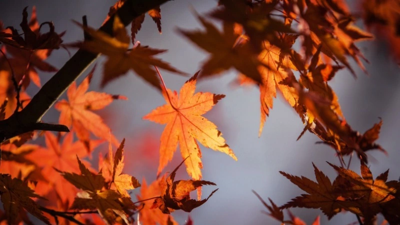 Теория невероятной относительности