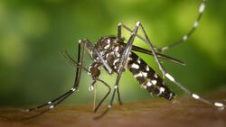 Ученые придумали новое средство от комаров с генетически модифицированными бактериями