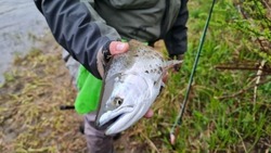На реках севера Сахалина вводят режим пропуска рыбы
