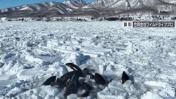 Стая косаток попала в ледовую ловушку у японского острова Хоккайдо