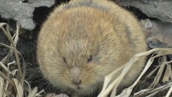 Видеофакт: упитанную полевку встретили на Курилах