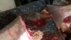 Горсть червей нашли сахалинцы в красной рыбе