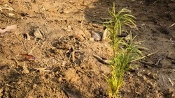 Больше двух тысяч молодых лиственниц высадили в лесничестве Южно-Сахалинска