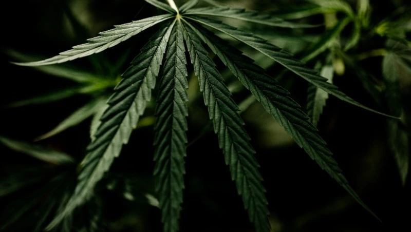 Житель Южно-Сахалинска спрятал 3 кг марихуаны в машине своего друга