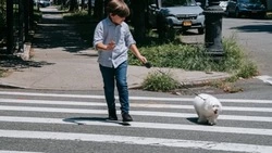 В Корсакове на пешеходном переходе сбили ребенка