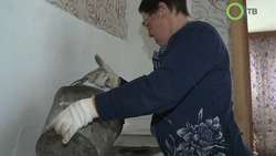 Сахалинцам компенсируют часть затрат на покупку угля и дров