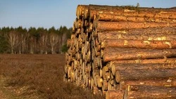 УФАС: госпредприятие Сахалина продавало древесину юрлицам без аукциона