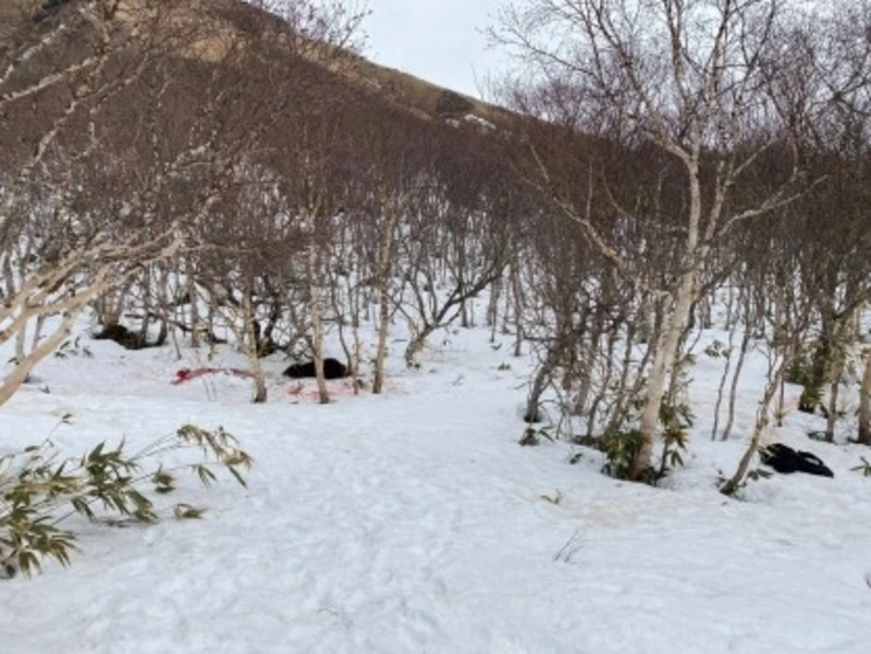 СК организовал проверку по факту гибели мужчины от лап медведя на Курилах