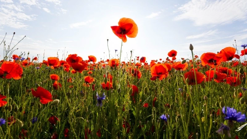 Гадание по картинке на август 2023: что вас ждет