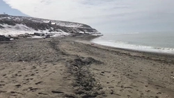 В скандале на пляжах Томари вычислили провокатора