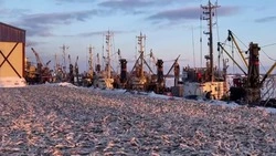 Продажа наваги началась в Поронайском районе