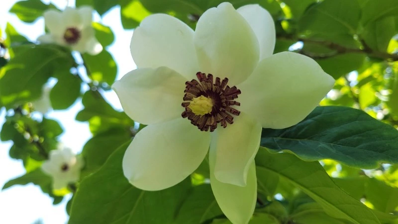 Магнолии зацвели на две недели раньше в Южно-Сахалинске