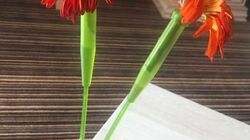 Сахалинцы раскрыли «секрет» флористов по увядшим за день герберам