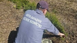 Сахалинские питомники готовят «зеленый десант» для восстановления лесов