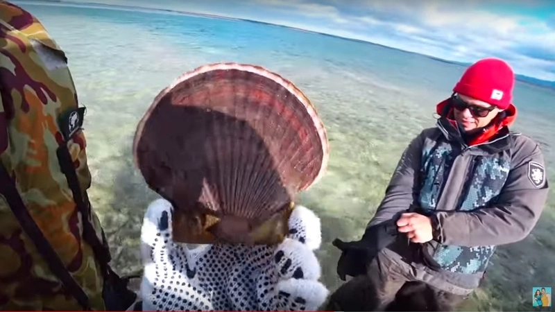 Питерские туристы отведали сахалинских гребешков, рискуя попасть под статью