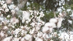 Осадки и до +8 градусов ждут жителей Сахалина и Курил 13 апреля