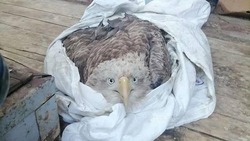 Лесничие спасли краснокнижного орлана-белохвоста в Долинском районе