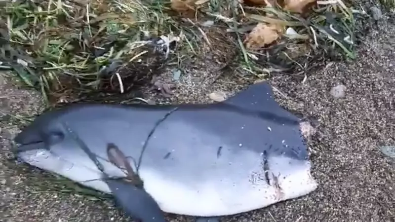 Искалеченную морскую свинью выбросило на берег Сахалина