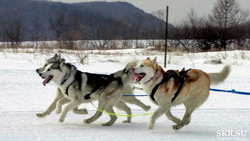 В Троицком прошли гонки на собачьих упряжках
