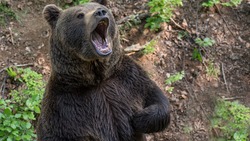 «Он нас преследовал»: рык медведя в горах возле Южно-Сахалинска испугал туристов