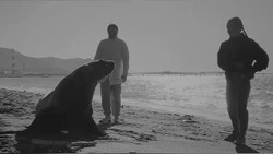 Люди замучили своим вниманием сивуча на берегу в Пригородном