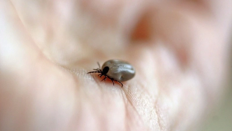 Инфекционный боррелиоз обнаружили у клещей на Сахалине