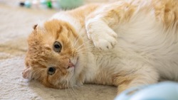 Ласковый и застенчивый: кот Левушка ищет любящую семью на Сахалине
