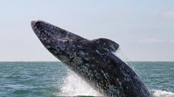 У берегов Сахалина обнаружено 12 детенышей серого кита
