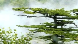 «Сахалин. Транспортные линии». Выпуск от 19 мая