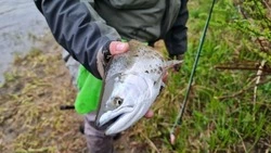 Карту с точками лова симы и горбуши на Сахалине запустил 2ГИС