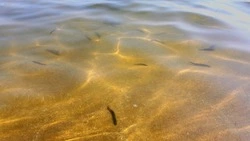 На Южных Курилах ограничат промысел корюшки и гольца