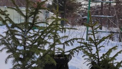 «Неприхотливы в уходе»: маленькие елки приготовили для сахалинцев в ботаническом саду