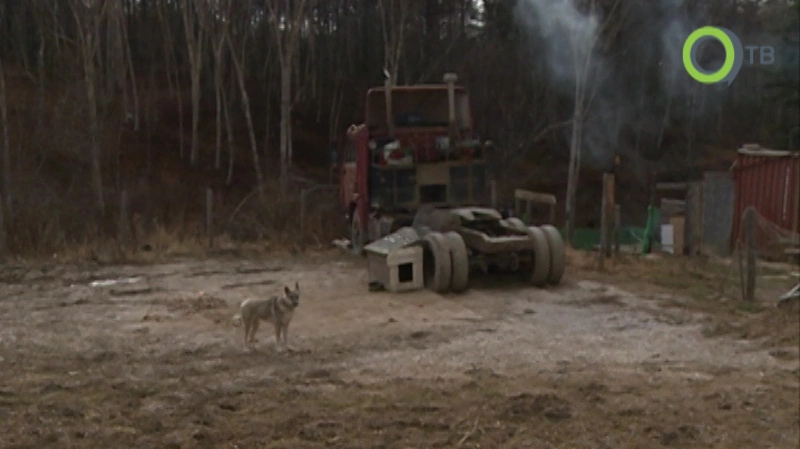 Сахалинцы пытаются закрыть концлагерь для животных