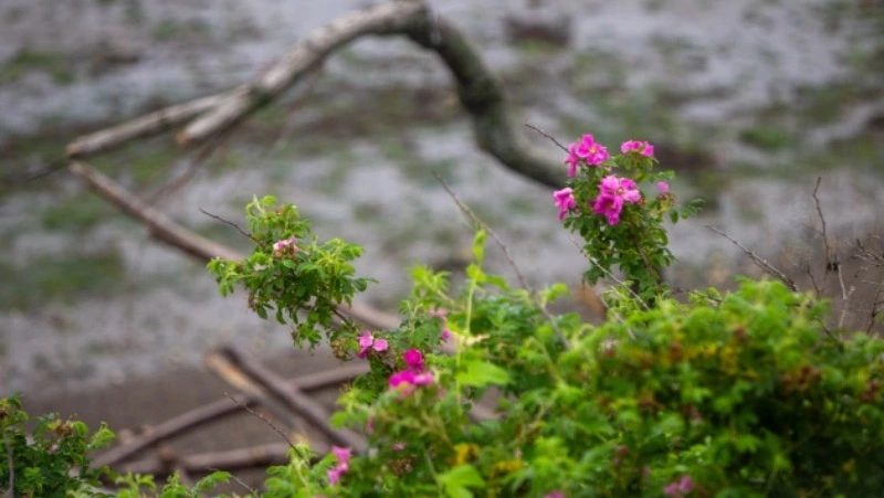 Облачную и теплую погоду прогнозируют в Южно-Сахалинске 21 июля 