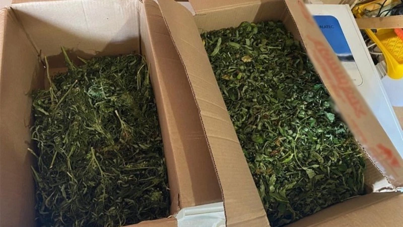 На Сахалине любитель запрещенных веществ вырастил плантацию конопли