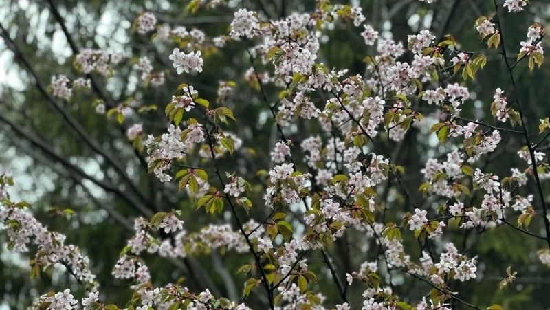 Синоптики дали прогноз о дождях и тепле в Сахалинской области на 28 мая