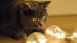 Планировочные районы и часть Южно-Сахалинска остались без света 10 ноября