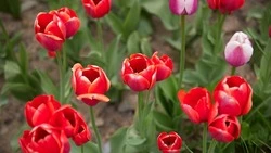 Миллион цветов высадят в Южно-Сахалинске к лету 2024 года 