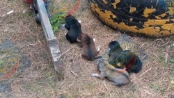 Спасатели достали пятерых щенков из теплотрассы в Южно-Сахалинске