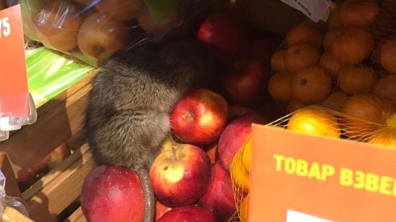 В сахалинском супермаркете заметили крысу в яблоках