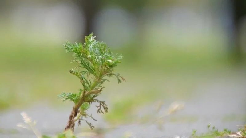 Доказана эффективность экстракта полыни против коронавируса