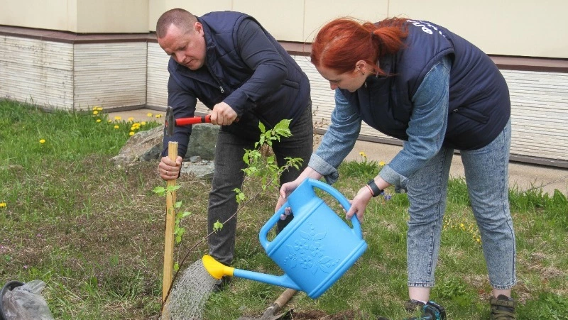 В Корсакове на территории спортивной школы «Флагман» появилась сакура