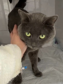 Спасенный в Горнозаводске серый кот начал есть детское питание после операции